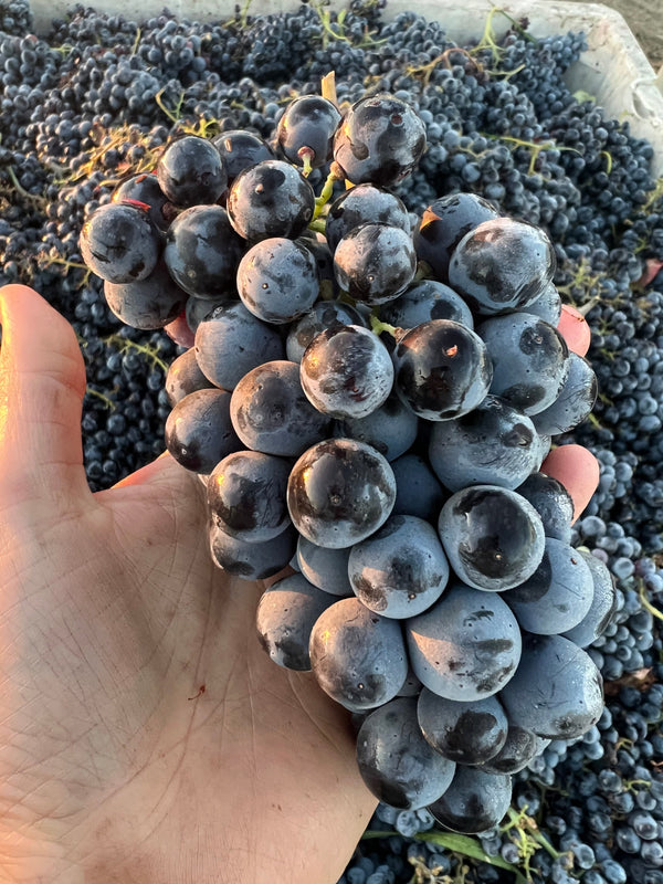 cluster of rauser carignan 